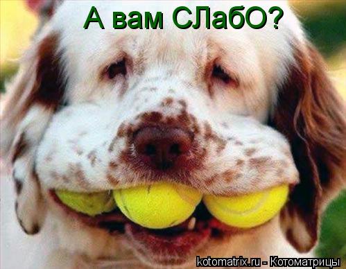 А вам СЛабО?... Котоматрица: А вам СЛабО?