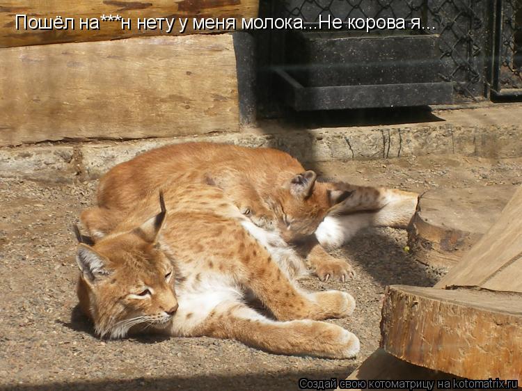 Пошёл на***н нету у меня молока...Не корова я...... Котоматрица: Пошёл на***н нету у меня молока...Не корова я...