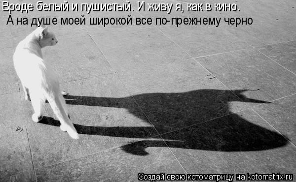 А на душе моей широкой все по-прежнему черно Вроде белый и пушистый. И живу я, как в кино.... Котоматрица: А на душе моей широкой все по-прежнему черно Вроде белый и пушистый. И живу я, как в кино.
