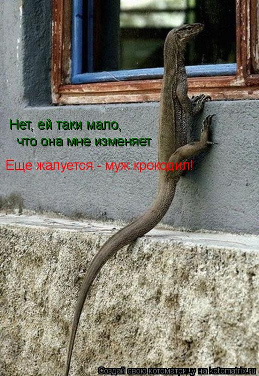 Нет, ей таки мало, Нет, ей таки мало, что она мне изменяет что она мне изменяет Еще жалуется - муж кр... Котоматрица: Нет, ей таки мало, Нет, ей таки мало, что она мне изменяет что она мне изменяет Еще жалуется - муж крокодил!