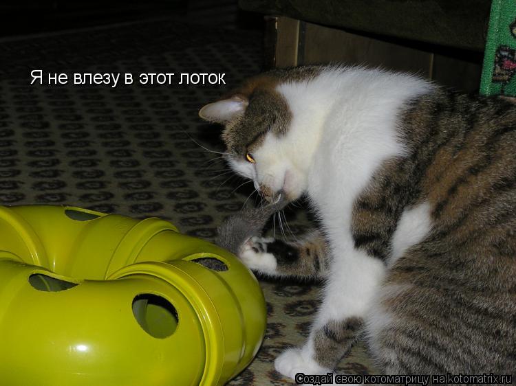 Я не влезу в этот лоток... Котоматрица: Я не влезу в этот лоток