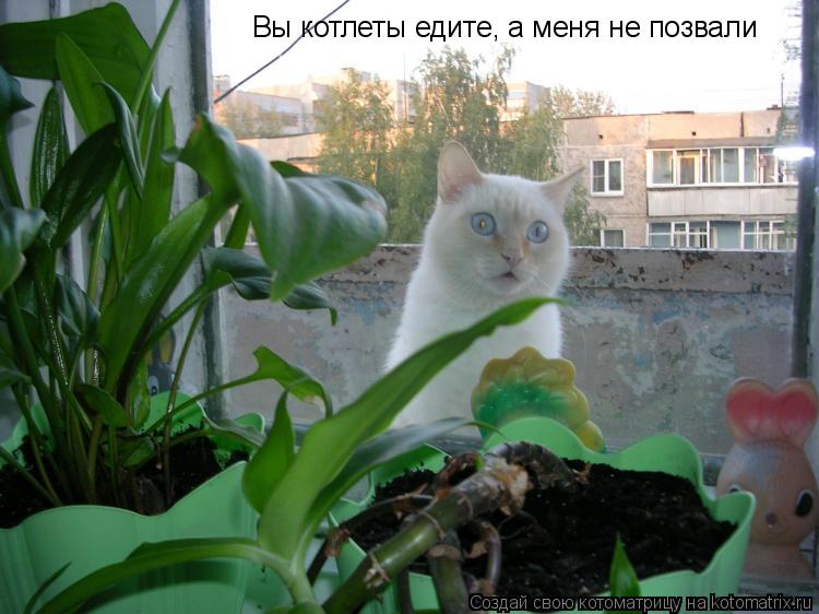 Вы котлеты едите, а меня не позвали... Котоматрица: Вы котлеты едите, а меня не позвали