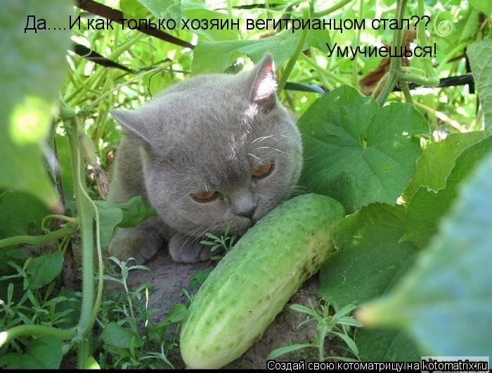 Да....И как только хозяин вегитрианцом стал?? Умучиешься!... Котоматрица: Да....И как только хозяин вегитрианцом стал?? Умучиешься!