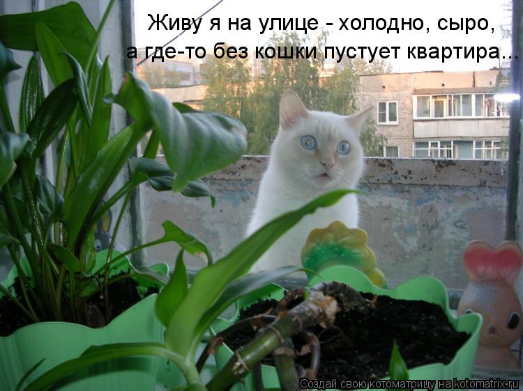 Котоматрица: Живу я на улице - холодно, сыро, а где-то без кошки пустует квартира...