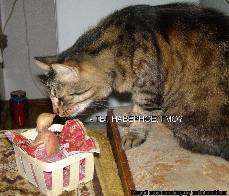 - ТЫ, НАВЕРНОЕ, ГМО?... Котоматрица: - ТЫ, НАВЕРНОЕ, ГМО?