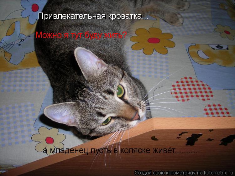 Привлекательная кроватка... Можно я тут буду жить? а младенец пусть в коляске живёт............. Котоматрица: Привлекательная кроватка... Можно я тут буду жить? а младенец пусть в коляске живёт..........