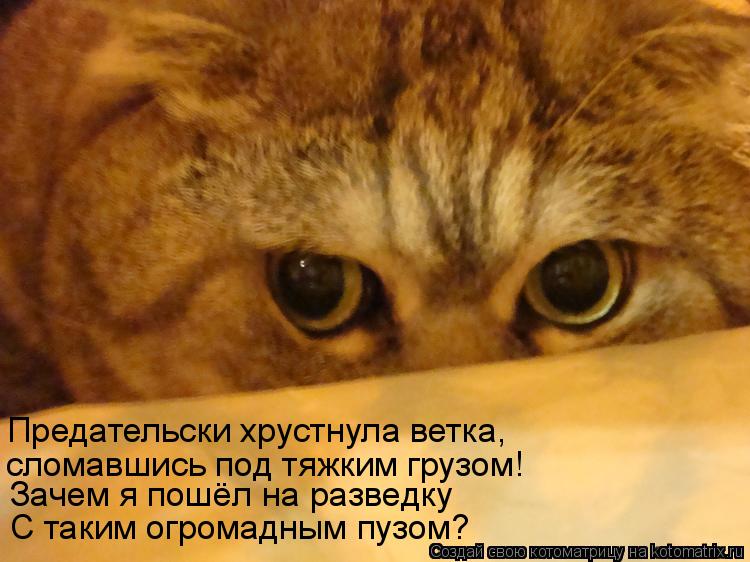 Предательски хрустнула ветка, сломавшись под тяжким грузом! Зачем я пошёл на разведку С таким огромад... Котоматрица: Предательски хрустнула ветка, сломавшись под тяжким грузом! Зачем я пошёл на разведку С таким огромадным пузом?