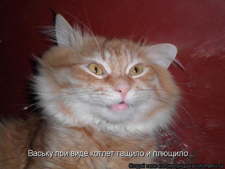 Ваську при виде котлет тащило и плющило...... Котоматрица: Ваську при виде котлет тащило и плющило...