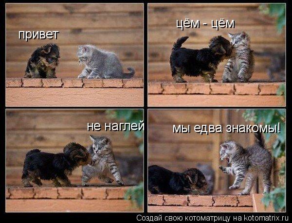 привет цём - цём не наглей мы едва знакомы!... Котоматрица: привет цём - цём не наглей мы едва знакомы!
