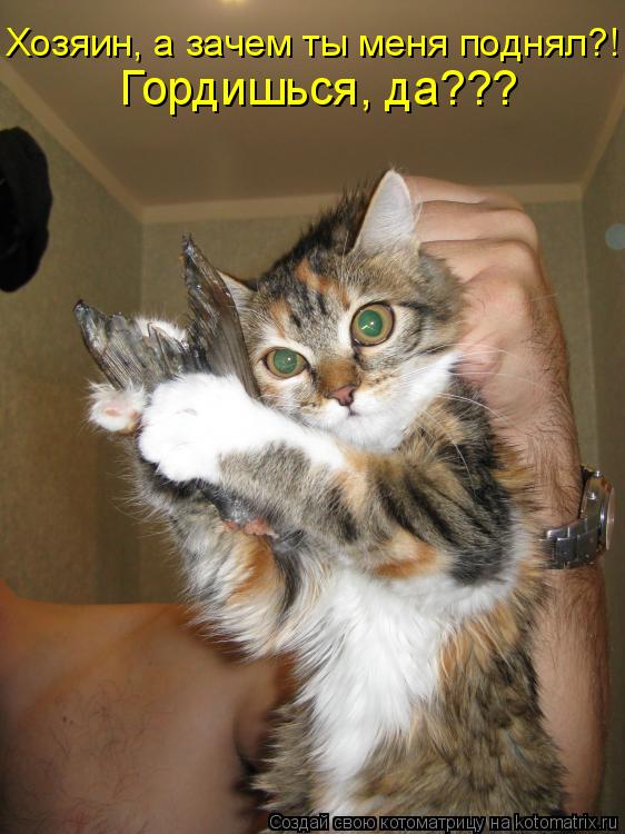 Хозяин, а зачем ты меня поднял?! Гордишься, да???... Котоматрица: Хозяин, а зачем ты меня поднял?! Гордишься, да???
