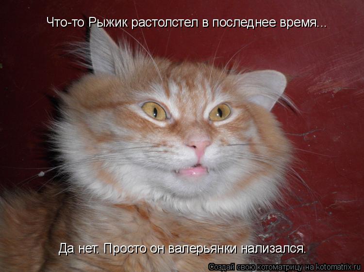 Что-то Рыжик растолстел в последнее время... Да нет. Просто он валерьянки нализался.... Котоматрица: Что-то Рыжик растолстел в последнее время... Да нет. Просто он валерьянки нализался.
