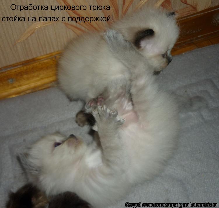 Отработка циркового трюка- стойка на лапах с поддержкой!... Котоматрица: Отработка циркового трюка- стойка на лапах с поддержкой!