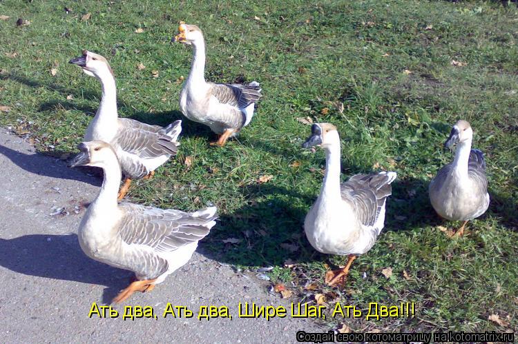 Ать два, Ать два, Шире Шаг, Ать Два!!!... Котоматрица: Ать два, Ать два, Шире Шаг, Ать Два!!!