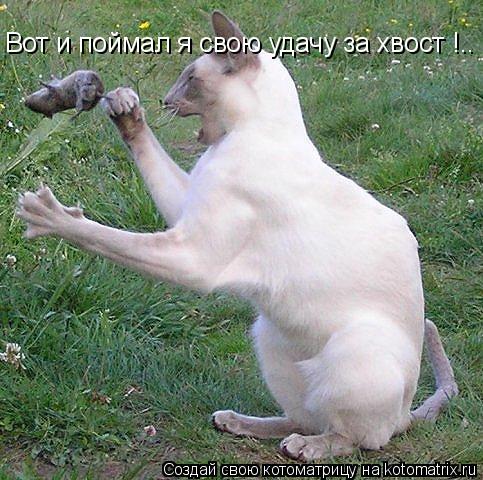Вот и поймал я свою удачу за хвост !..... Котоматрица: Вот и поймал я свою удачу за хвост !..