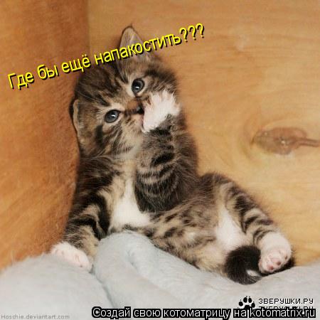 Где бы ещё напакостить???... Котоматрица: Где бы ещё напакостить???