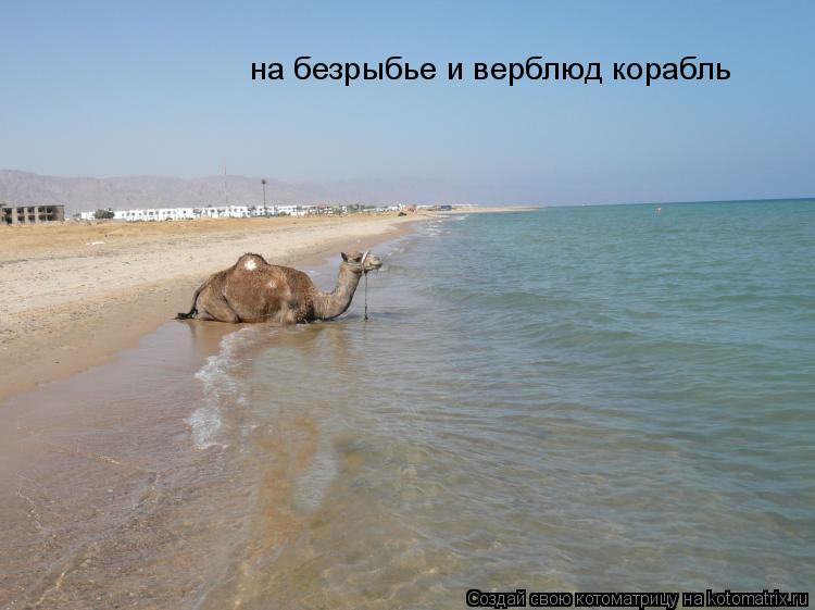 на безрыбье и верблюд корабль... Котоматрица: на безрыбье и верблюд корабль