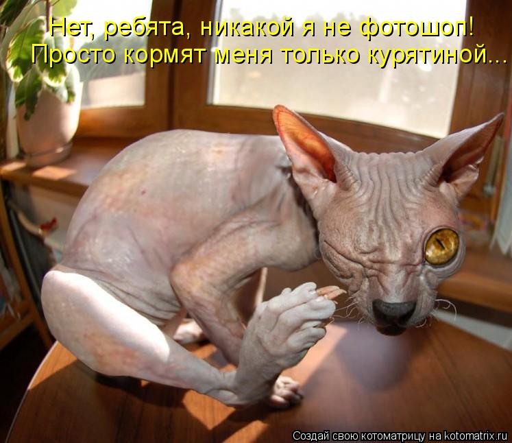Нет, ребята, никакой я не фотошоп! Просто кормят меня только курятиной...... Котоматрица: Нет, ребята, никакой я не фотошоп! Просто кормят меня только курятиной...