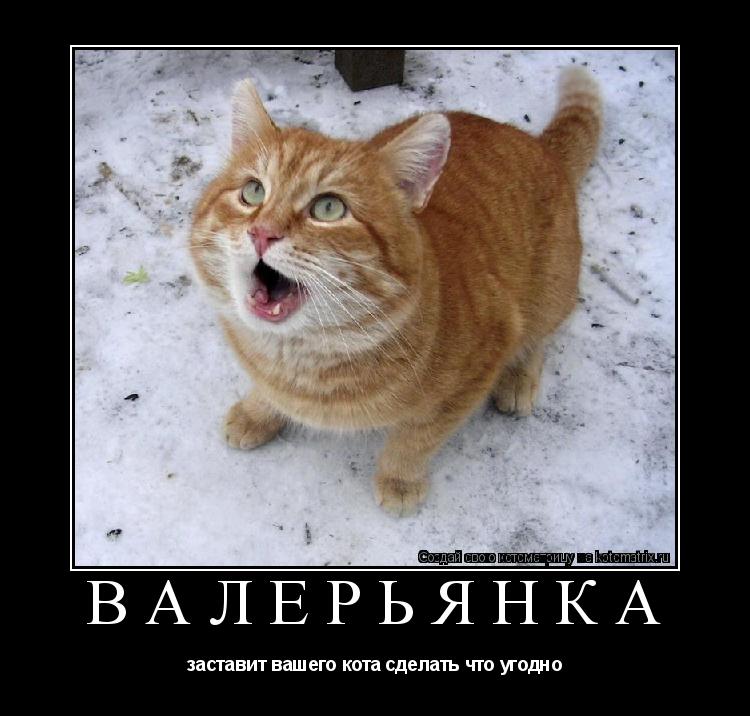 ВАЛЕРЬЯНКА заставит вашего кота сделать что угодно... Котоматрица: ВАЛЕРЬЯНКА заставит вашего кота сделать что угодно