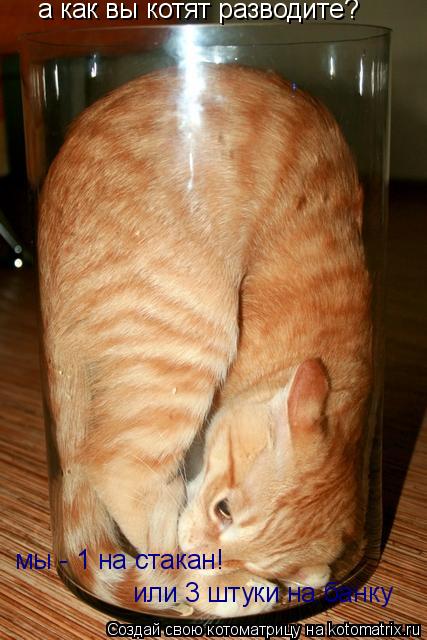 а как вы котят разводите? мы - 1 на стакан! или 3 штуки на банку... Котоматрица: а как вы котят разводите? мы - 1 на стакан! или 3 штуки на банку