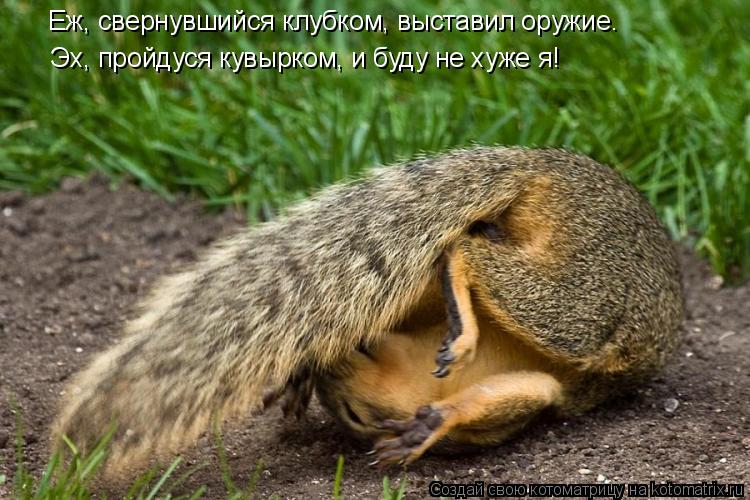 Эх, пройдуся кувырком, и буду не хуже я! Еж, свернувшийся клубком, выставил оружие.... Котоматрица: Эх, пройдуся кувырком, и буду не хуже я! Еж, свернувшийся клубком, выставил оружие.