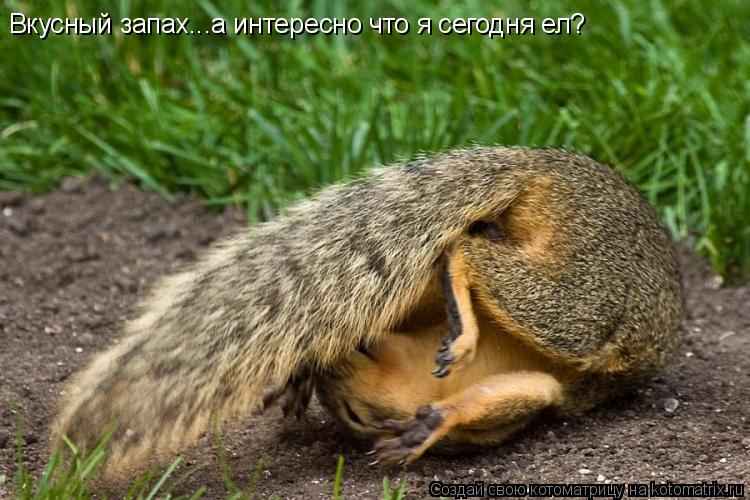 Вкусный запах...а интересно что я сегодня ел?... Котоматрица: Вкусный запах...а интересно что я сегодня ел?