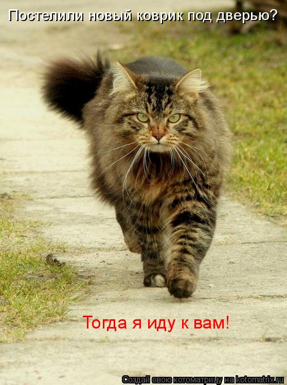 Постелили новый коврик под дверью? Тогда я иду к вам!... Котоматрица: Постелили новый коврик под дверью? Тогда я иду к вам!