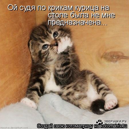 Ой судя по крикам курица на столе была не мне предназначена...... Котоматрица: Ой судя по крикам курица на столе была не мне предназначена...