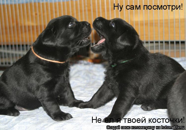 Ну сам посмотри! Не ел я твоей косточки!... Котоматрица: Ну сам посмотри! Не ел я твоей косточки!
