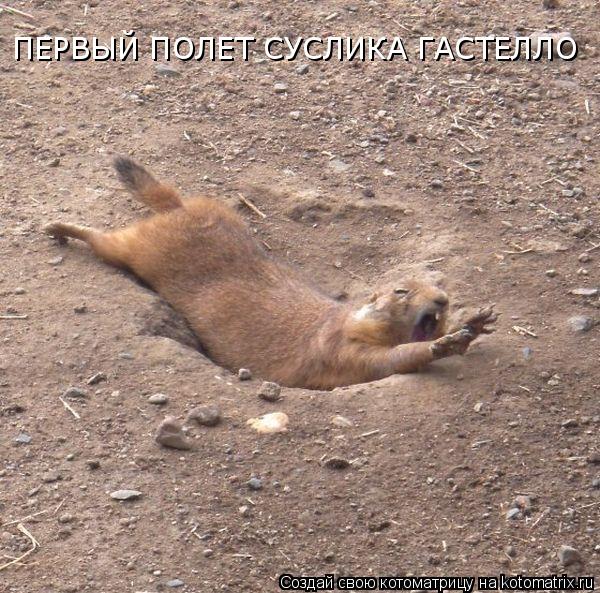 ПЕРВЫЙ ПОЛЕТ СУСЛИКА ГАСТЕЛЛО... Котоматрица: ПЕРВЫЙ ПОЛЕТ СУСЛИКА ГАСТЕЛЛО