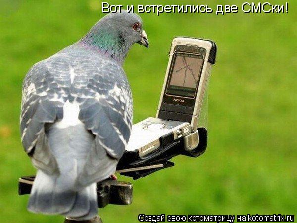 Вот и встретились две СМСки!... Котоматрица: Вот и встретились две СМСки!