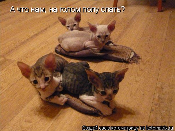 А что нам, на голом полу спать?... Котоматрица: А что нам, на голом полу спать?