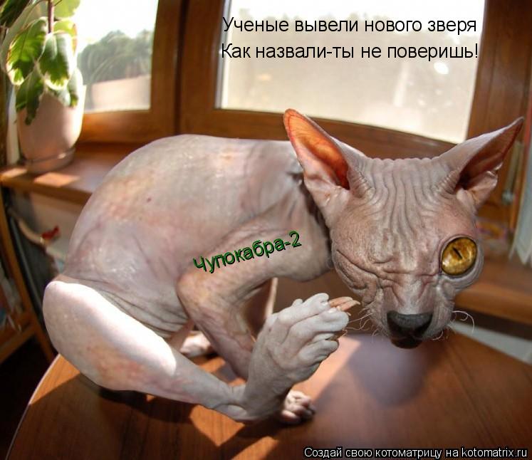 Ученые вывели нового зверя Как назвали-ты не поверишь! Чупокабра-2... Котоматрица: Ученые вывели нового зверя Как назвали-ты не поверишь! Чупокабра-2