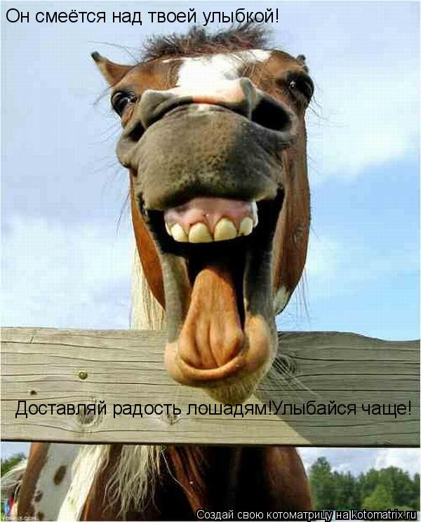Он смеётся над твоей улыбкой! Доставляй радость лошадям! Улыбайся чаще!... Котоматрица: Он смеётся над твоей улыбкой! Доставляй радость лошадям! Улыбайся чаще!