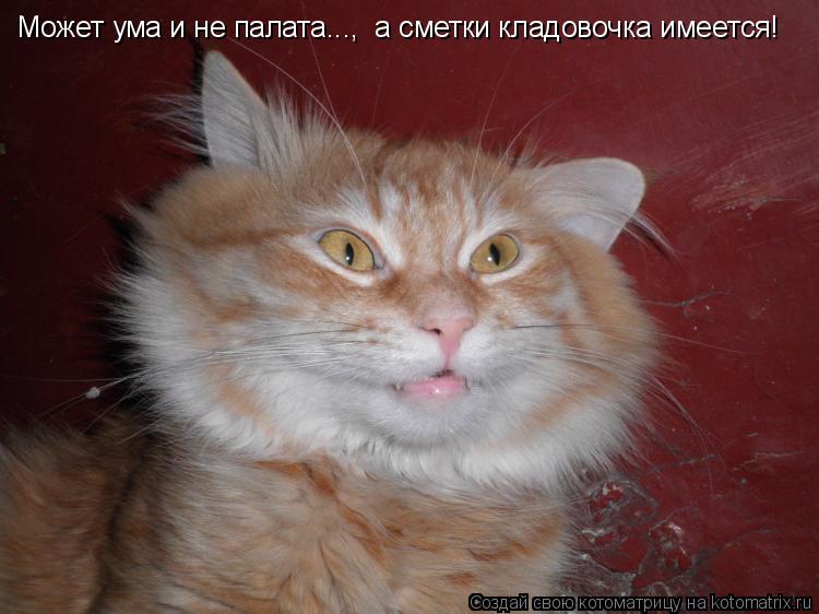 Котоматрица: Может ума и не палата...,  а сметки кладовочка имеется!