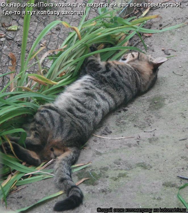 Ох,нарциссы!Пока хозяйка не видит я ей вас всех повыдергаю! Где-то я тут колбасу закопал!... Котоматрица: Ох,нарциссы!Пока хозяйка не видит я ей вас всех повыдергаю! Где-то я тут колбасу закопал!