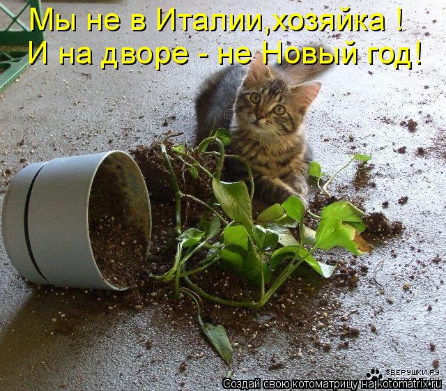 Котоматрица: Мы не в Италии,хозяйка ! И на дворе - не Новый год!