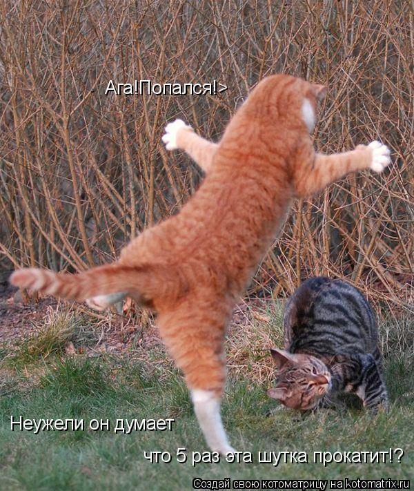 Ага!Попался!> Неужели он думает что 5 раз эта шутка прокатит!?... Котоматрица: Ага!Попался!> Неужели он думает что 5 раз эта шутка прокатит!?