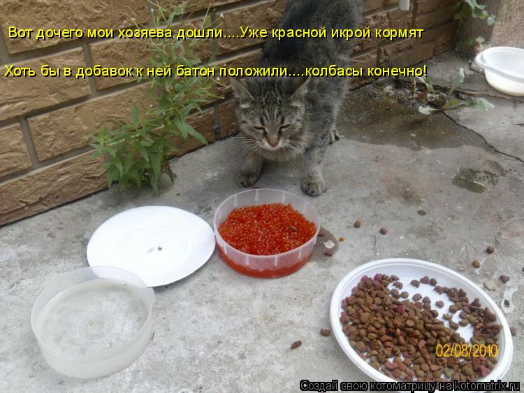 Вот дочего мои хозяева дошли....Уже красной икрой кормят Хоть бы в добавок к ней батон положили....ко... Котоматрица: Вот дочего мои хозяева дошли....Уже красной икрой кормят Хоть бы в добавок к ней батон положили....колбасы конечно!