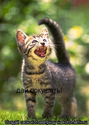 дай покушать!... Котоматрица: дай покушать!