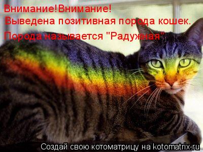 Внимание!Внимание! Выведена позитивная порода кошек. Порода называется "Радужная"... Котоматрица: Внимание!Внимание! Выведена позитивная порода кошек. Порода называется "Радужная"