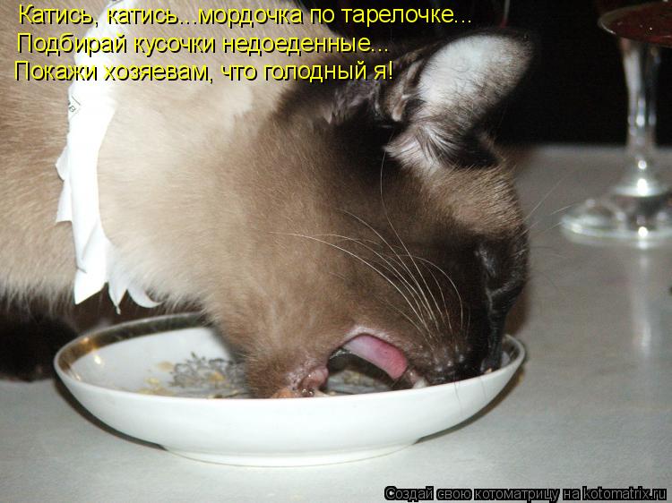 Катись, катись...мордочка по тарелочке... Подбирай кусочки недоеденные... Покажи хозяевам, что голодн... Котоматрица: Катись, катись...мордочка по тарелочке... Подбирай кусочки недоеденные... Покажи хозяевам, что голодный я!
