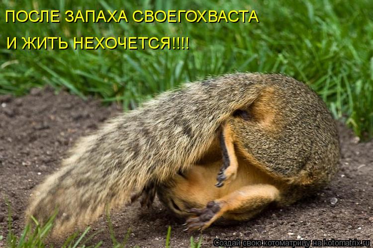 ПОСЛЕ ЗАПАХА СВОЕГОХВАСТА И ЖИТЬ НЕХОЧЕТСЯ!!!!... Котоматрица: ПОСЛЕ ЗАПАХА СВОЕГОХВАСТА И ЖИТЬ НЕХОЧЕТСЯ!!!!