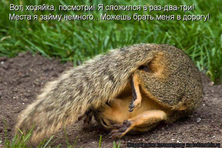 Вот, хозяйка, посмотри! Я сложился в раз-два-три! Места я займу немного...Можешь брать меня в дорогу!... Котоматрица: Вот, хозяйка, посмотри! Я сложился в раз-два-три! Места я займу немного...Можешь брать меня в дорогу!