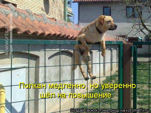 Полкан медленно, но уверенно шёл на повышение... Котоматрица: Полкан медленно, но уверенно шёл на повышение