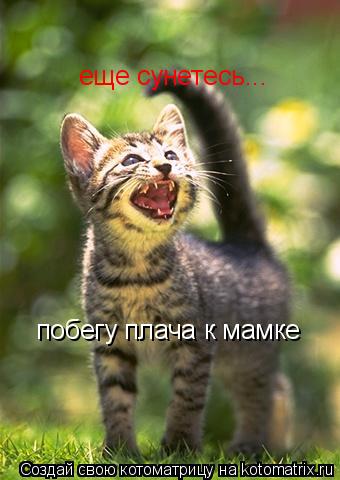 еще сунетесь... побегу плача к мамке... Котоматрица: еще сунетесь... побегу плача к мамке
