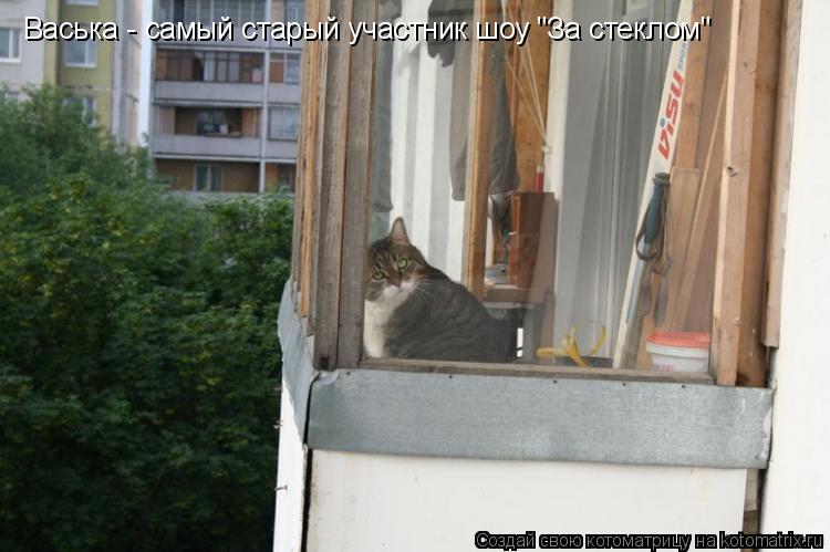 Васька - самый старый участник шоу "За стеклом"... Котоматрица: Васька - самый старый участник шоу "За стеклом"
