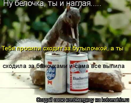 Ну белочка, ты и наглая..... Тебя просили сходит за бутылочкой, а ты сходила за баночками и сама вс... Котоматрица: Ну белочка, ты и наглая..... Тебя просили сходит за бутылочкой, а ты сходила за баночками и сама все выпила