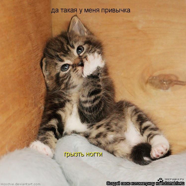 да такая у меня привычка грызть ногти... Котоматрица: да такая у меня привычка грызть ногти
