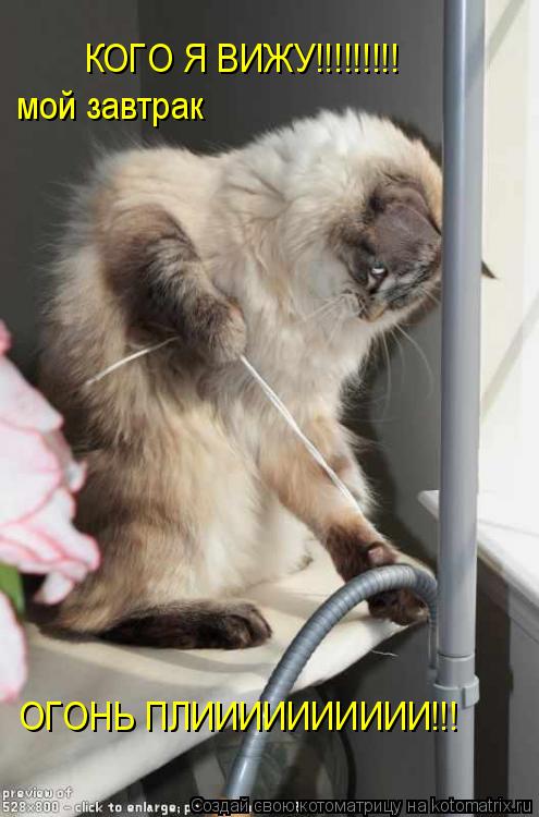 ОГОНЬ ПЛИИИИИИИИИИ!!! КОГО Я ВИЖУ!!!!!!!!! мой завтрак... Котоматрица: ОГОНЬ ПЛИИИИИИИИИИ!!! КОГО Я ВИЖУ!!!!!!!!! мой завтрак