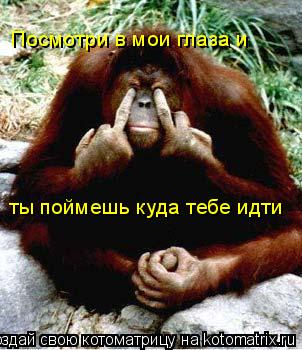 Посмотри в мои глаза и ты поймешь куда тебе идти... Котоматрица: Посмотри в мои глаза и ты поймешь куда тебе идти